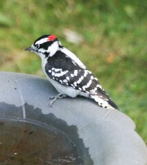 Dryobates pubescens