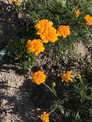 Tagetes