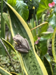 Boana platanera
