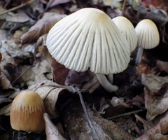 Coprinellus impatiens