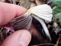 Coprinellus impatiens