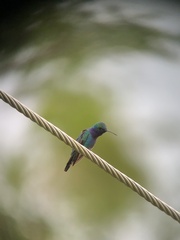 Chrysuronia coeruleogularis