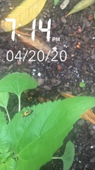 Chauliognathus scutellaris