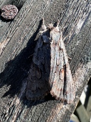 Lithophane furcifera