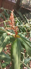 Hedychium coccineum