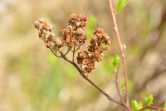 Spiraea douglasii