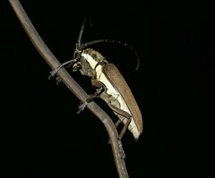 Batocera rufomaculata