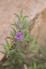 Dyschoriste linearis