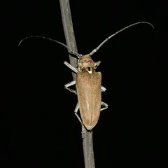 Batocera rufomaculata