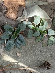 Golovinomyces sordidus