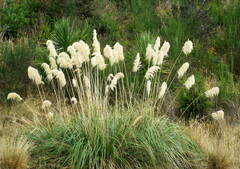 Austroderia richardii