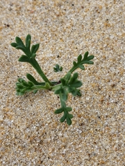 Artemisia campestris maritima