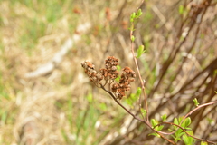 Spiraea douglasii