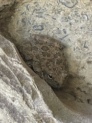 Pseudacris cadaverina