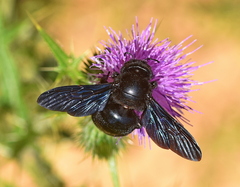Xylocopa