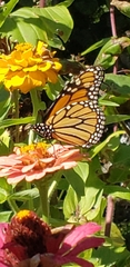 Danaus plexippus