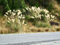 Austroderia richardii