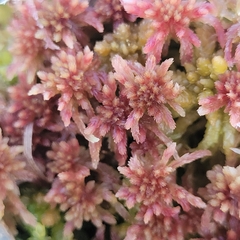 Sphagnum