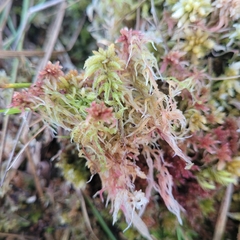 Sphagnum