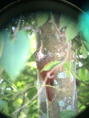 Dendroplex picus