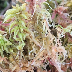 Sphagnum