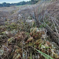 Sphagnum