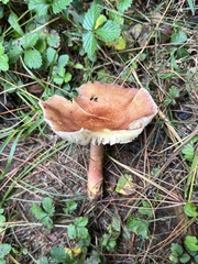 Tricholomopsis rutilans