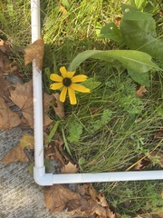 Rudbeckia