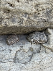 Pseudacris cadaverina