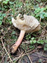 Tricholomopsis rutilans