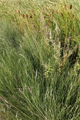 Equisetum palustre