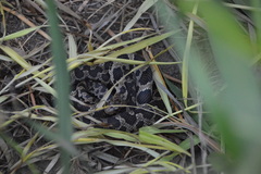 Pantherophis ramspotti
