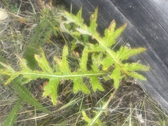 Cirsium osterhoutii