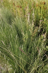 Equisetum palustre