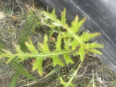Cirsium osterhoutii