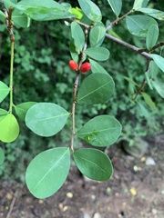 Malpighia glabra