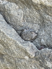 Pseudacris cadaverina