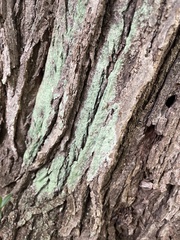 Lecanora thysanophora