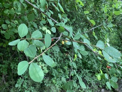 Malpighia glabra