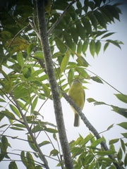 Cyclarhis gujanensis