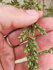 Artemisia campestris maritima