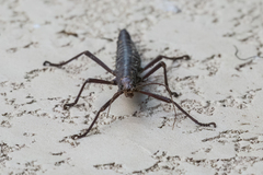 Anisomorpha buprestoides