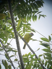 Cyclarhis gujanensis