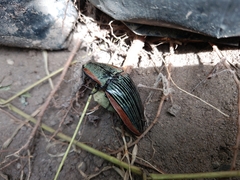 Chalcolepidius eschscholtzi