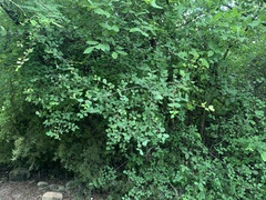 Malpighia glabra
