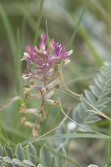 Astragalus mollissimus