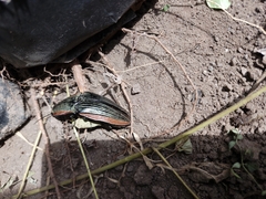 Chalcolepidius eschscholtzi