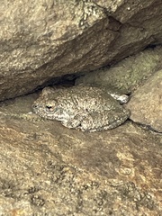 Pseudacris cadaverina