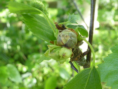 Acalitus calycophthirus