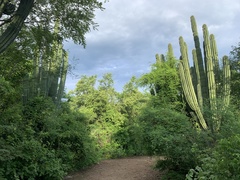 Pachycereus pecten-aboriginum